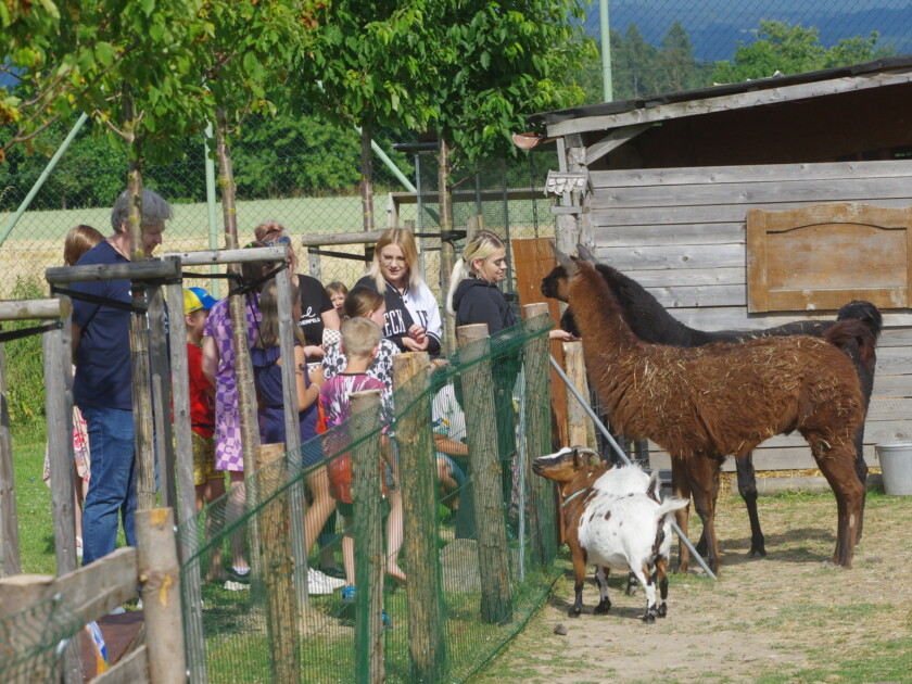 Group of children and adults interacting with goats and a brown llama in a farm enclosure